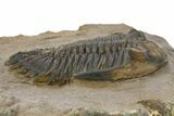 Detailed Hollardops Trilobite - Foum Zguid, Morocco #363167-3